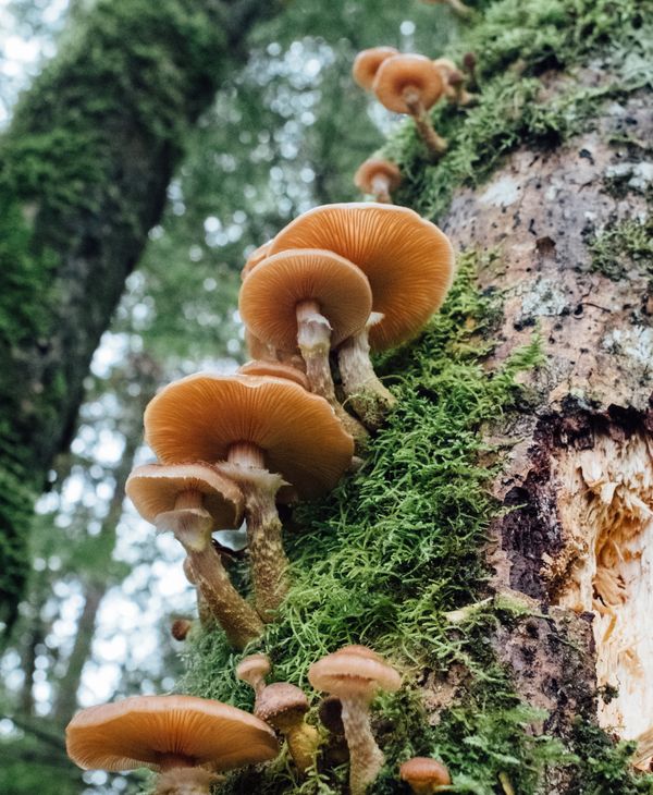 Reconnecting With Nature in a Busy World